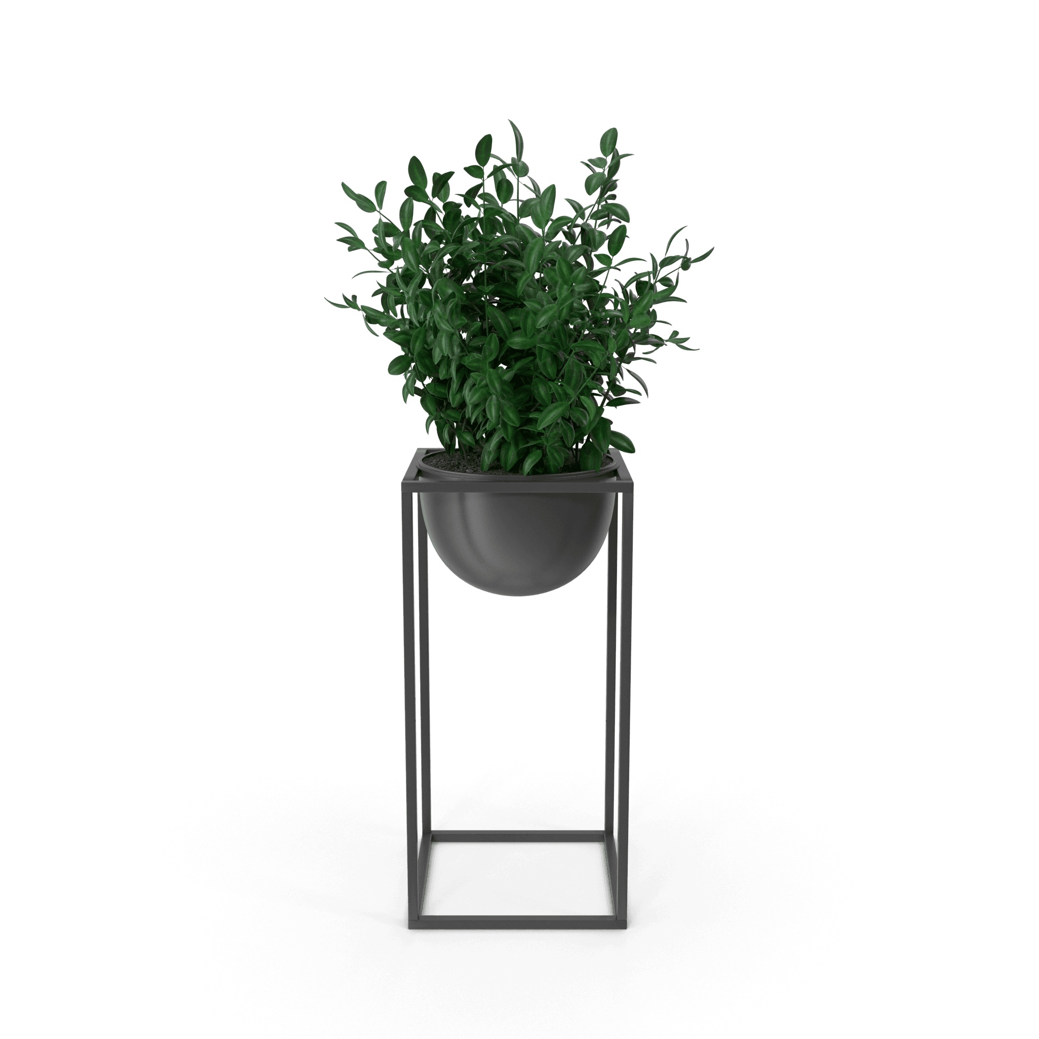 House Showpiece Plant