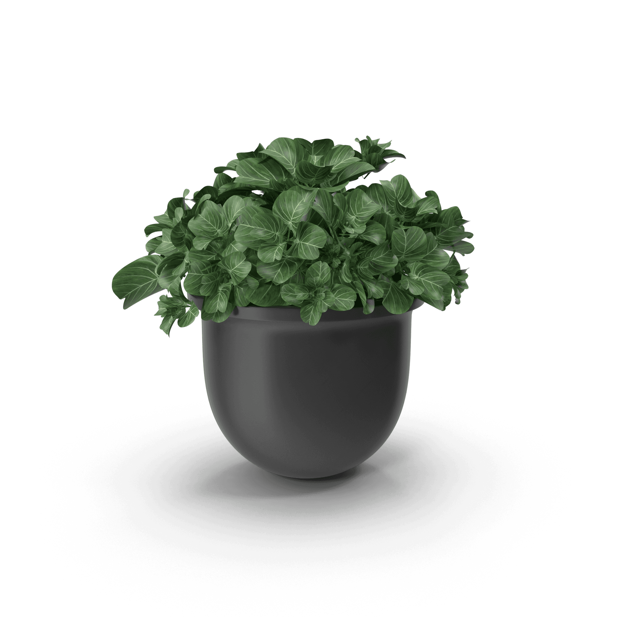 Plant Pot